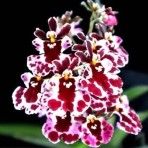 Tolumnia Jairak Firm ‘ Koromo’